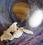 silk moths